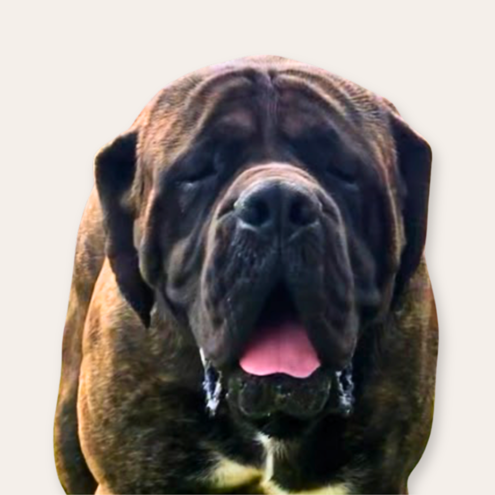 Freedom the English Mastiff Stud
