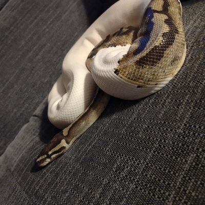 Shenzi profile picture