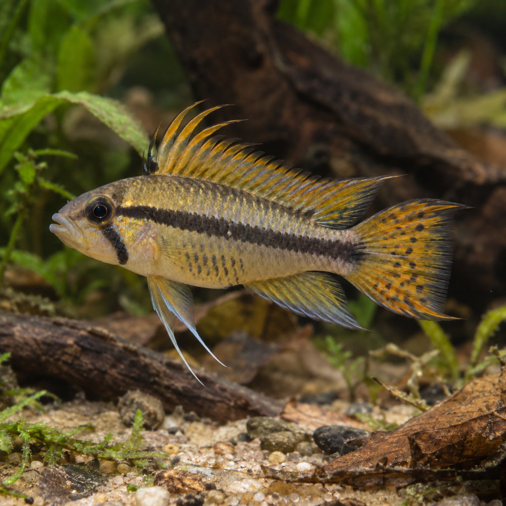 cockatoo cichlid