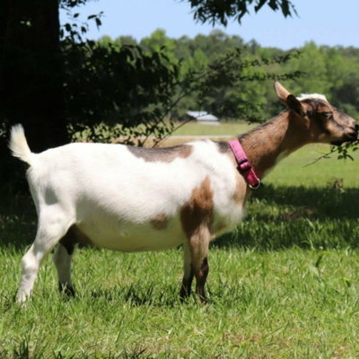 Charles Town Kids Betty profile picture