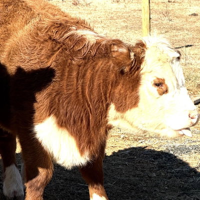 Noreen profile picture
