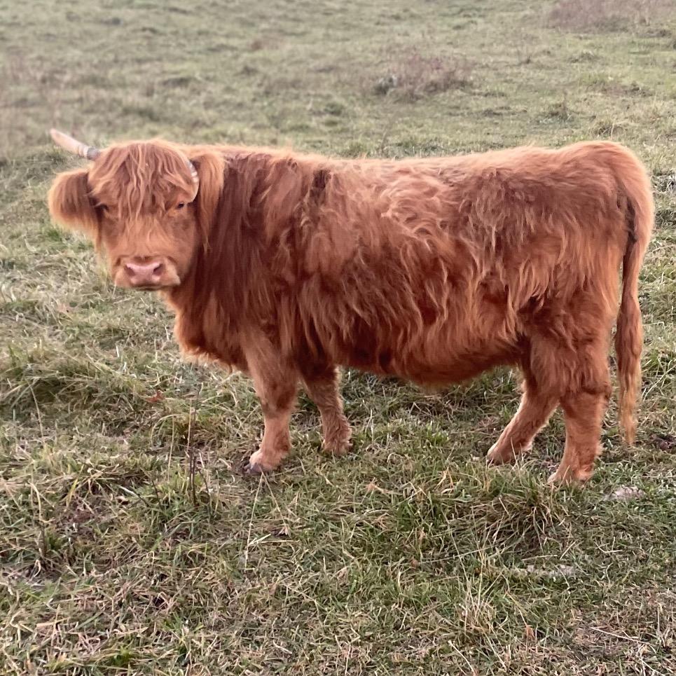 A Peculiar Farm Olga