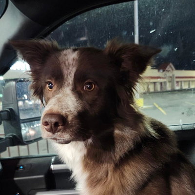 Bailey profile picture