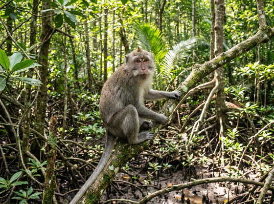 cynomolgus macaque