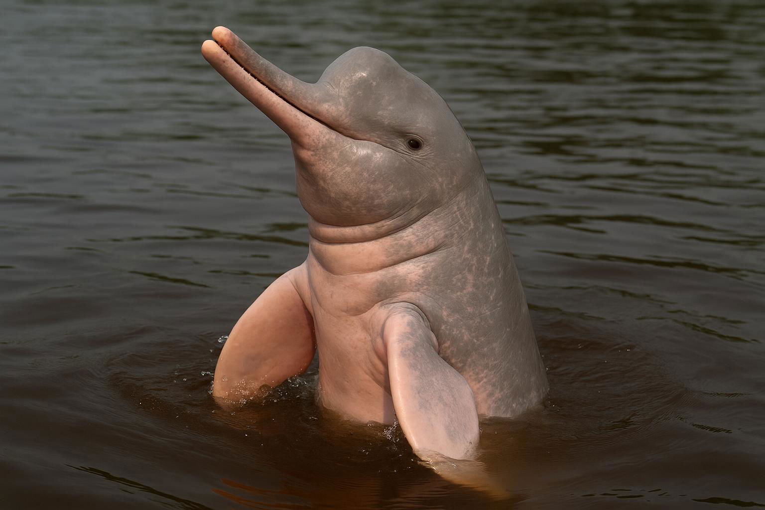 Amazon river dolphin
