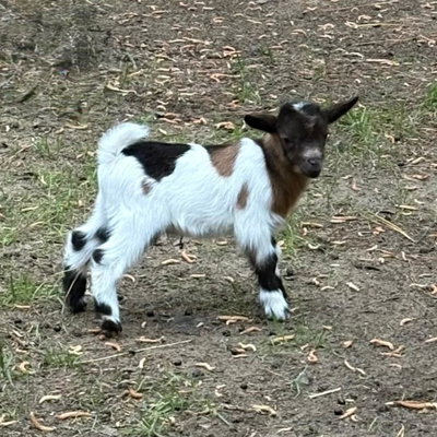 Chip profile picture
