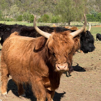 RBR Archie profile picture