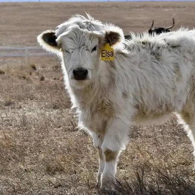 WM Cruella’s Elsa profile picture