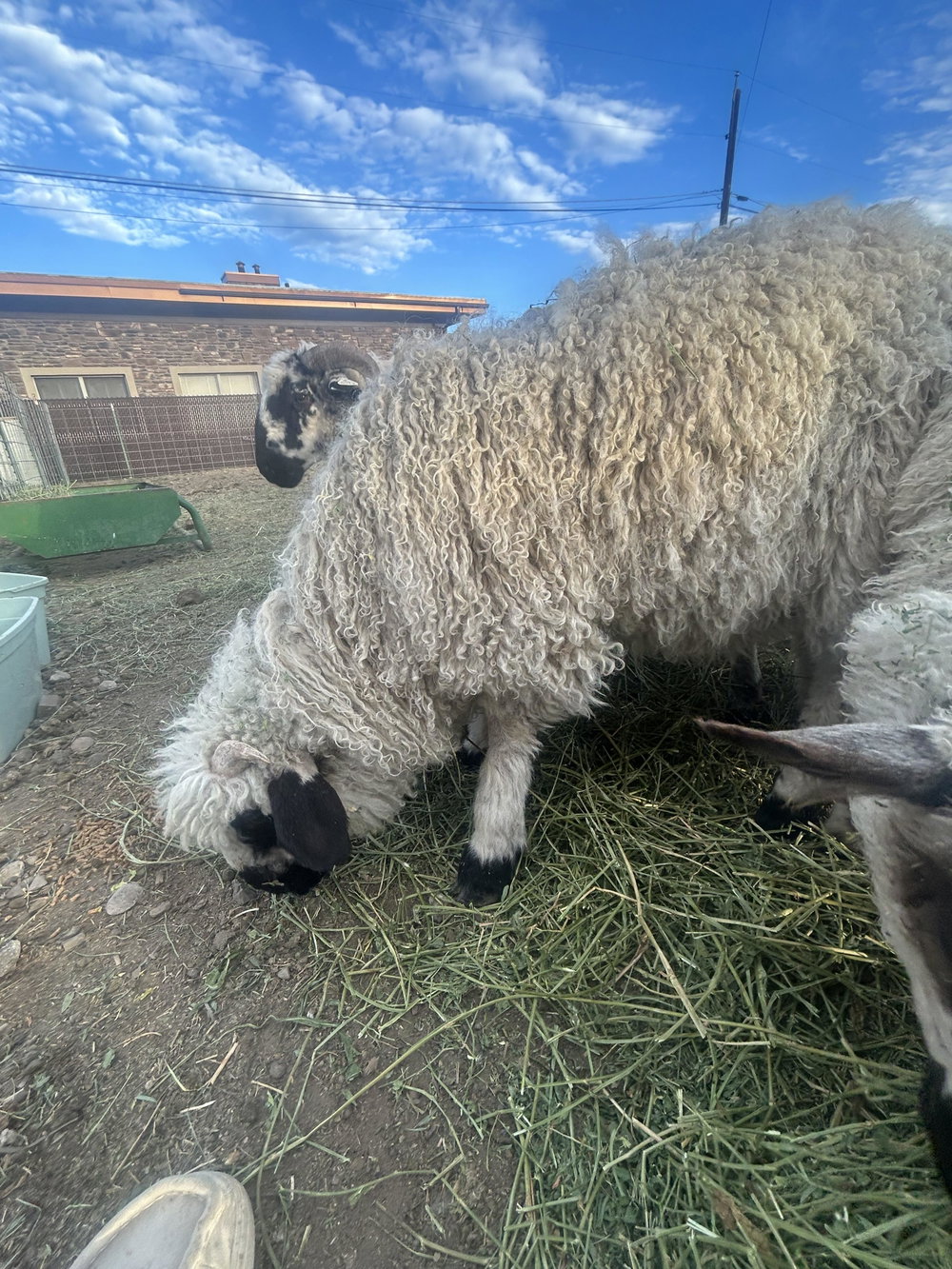 Valais starter herd, photo 4