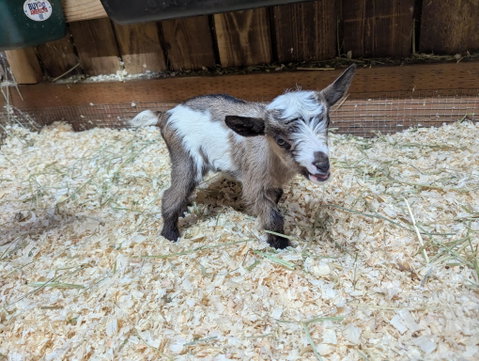 Photo of a Nigerian Dwarf goat recorded as chamoisee