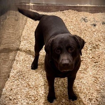 Chip profile picture