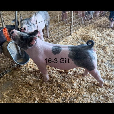 Miss Piggy profile picture