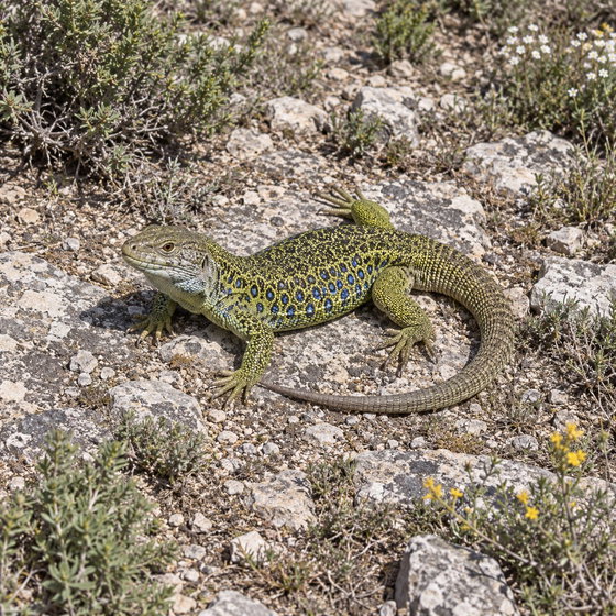 ocellated lizard