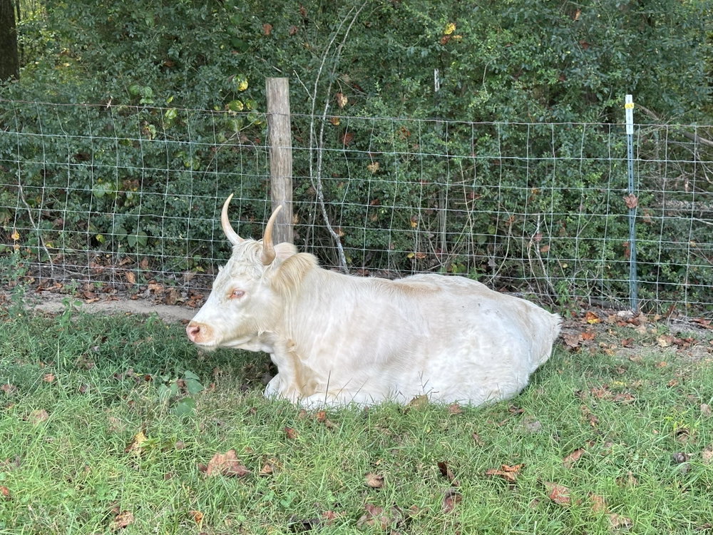 Ruth, photo 5