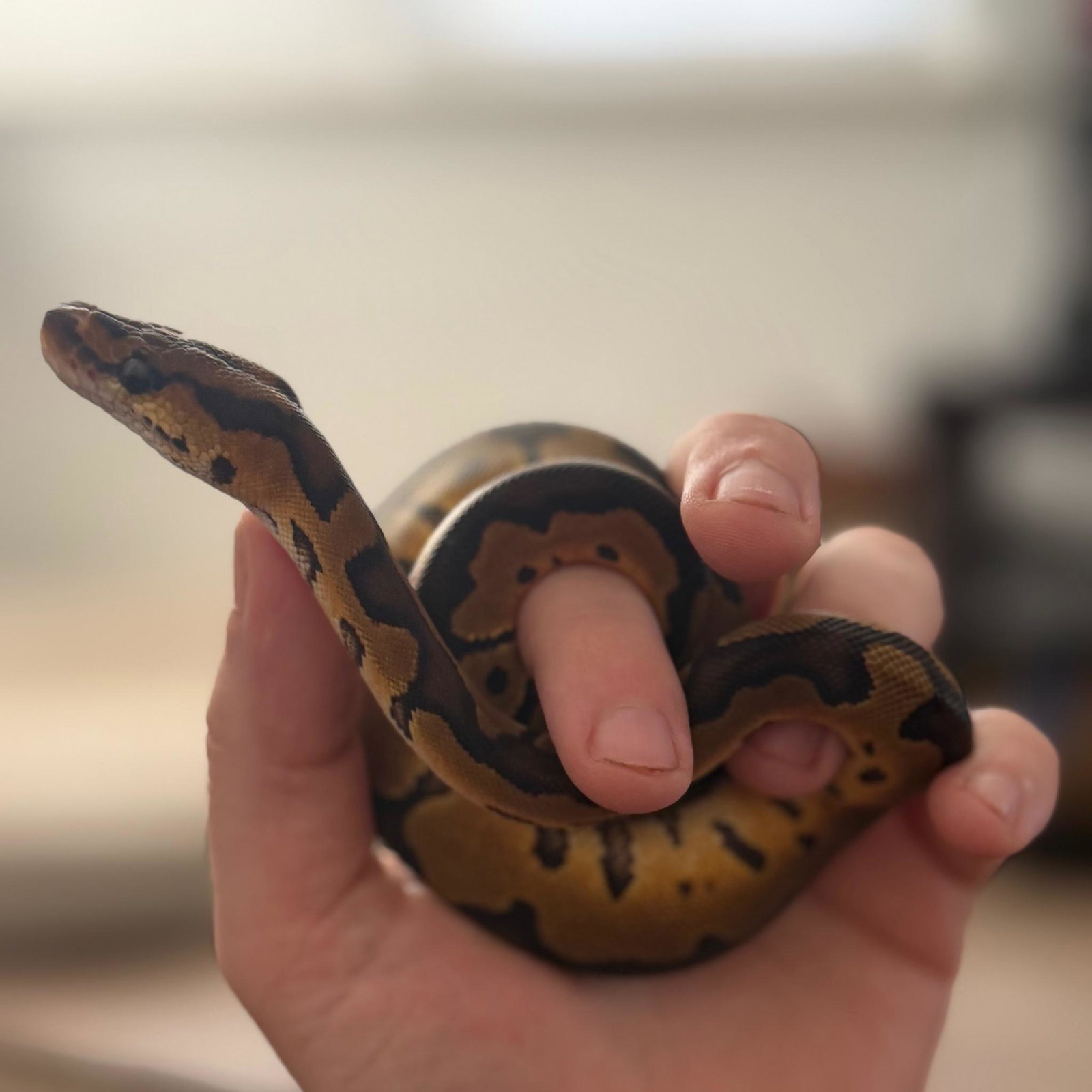 Cleopatra