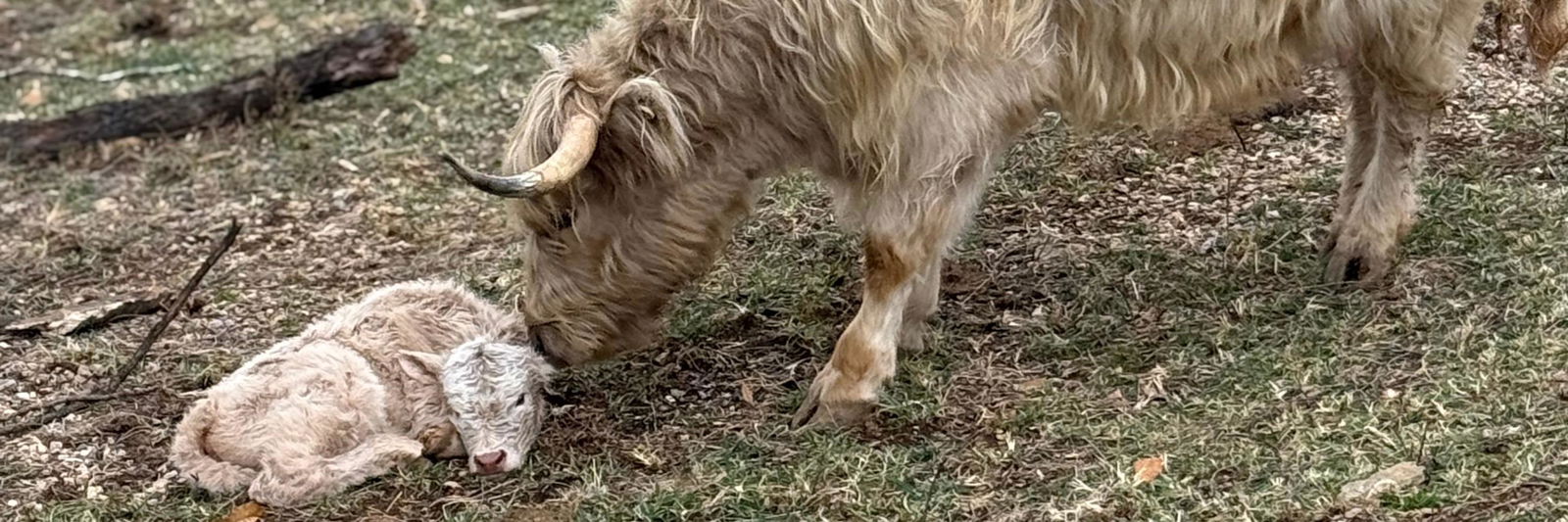 Skoll profile cover image