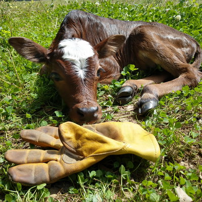Jones Livestock profile picture
