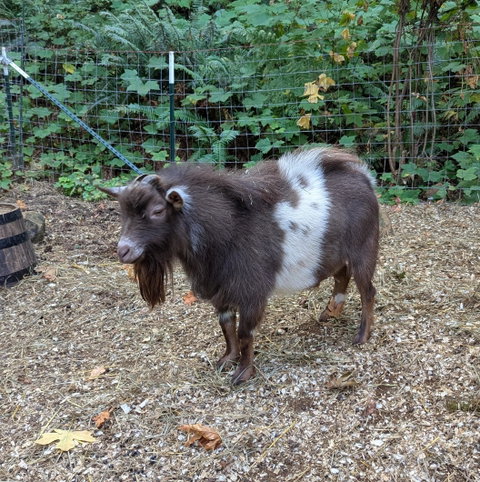 Photo of a Nigerian Dwarf goat recorded as Chocolate buckskin