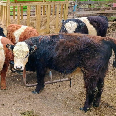 Cupid profile picture