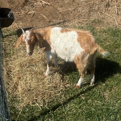 Dolly profile picture