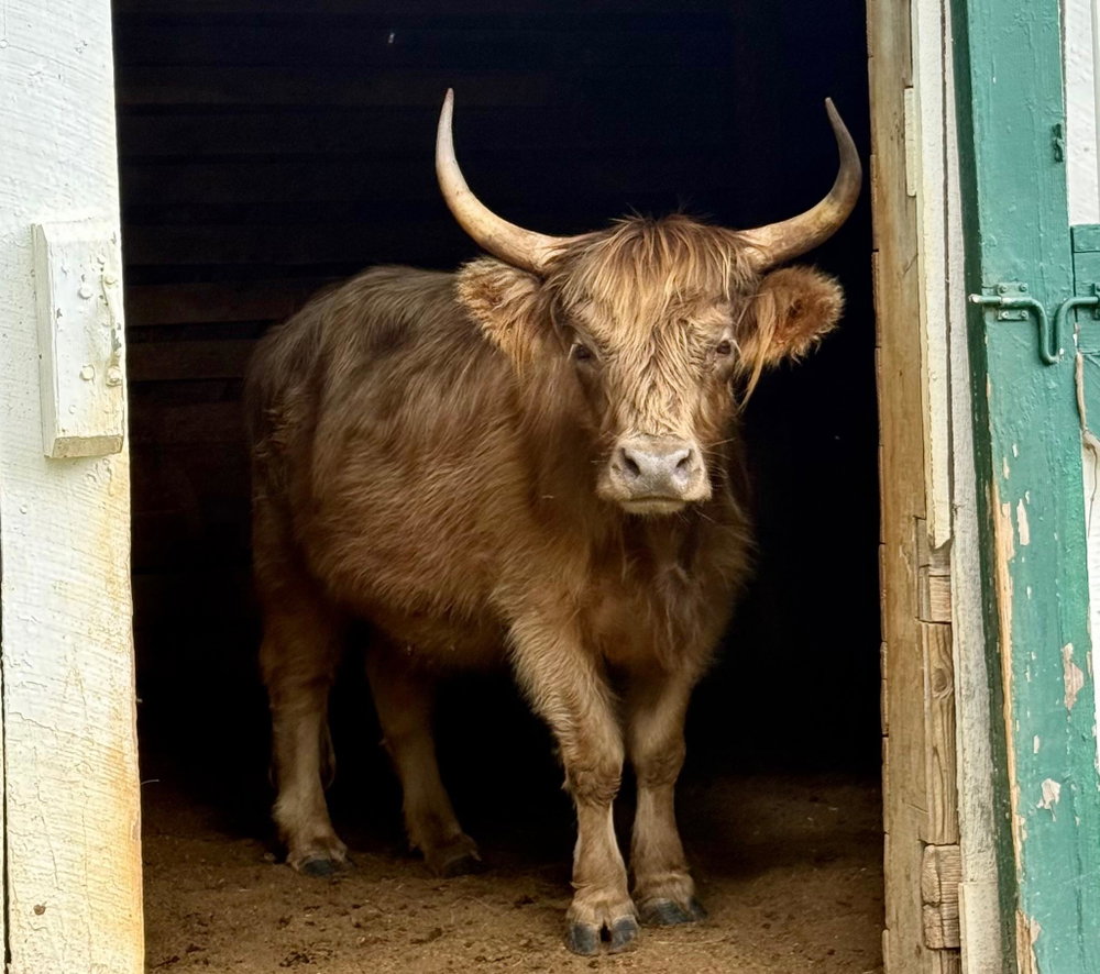Mocha, photo 9