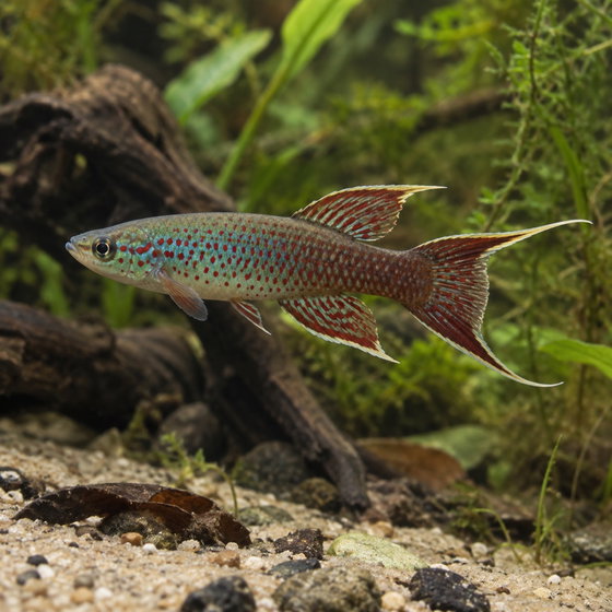 lyretail panchax