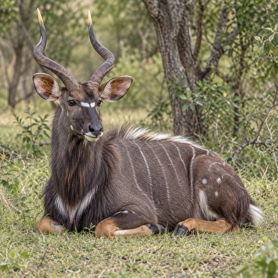 nyala