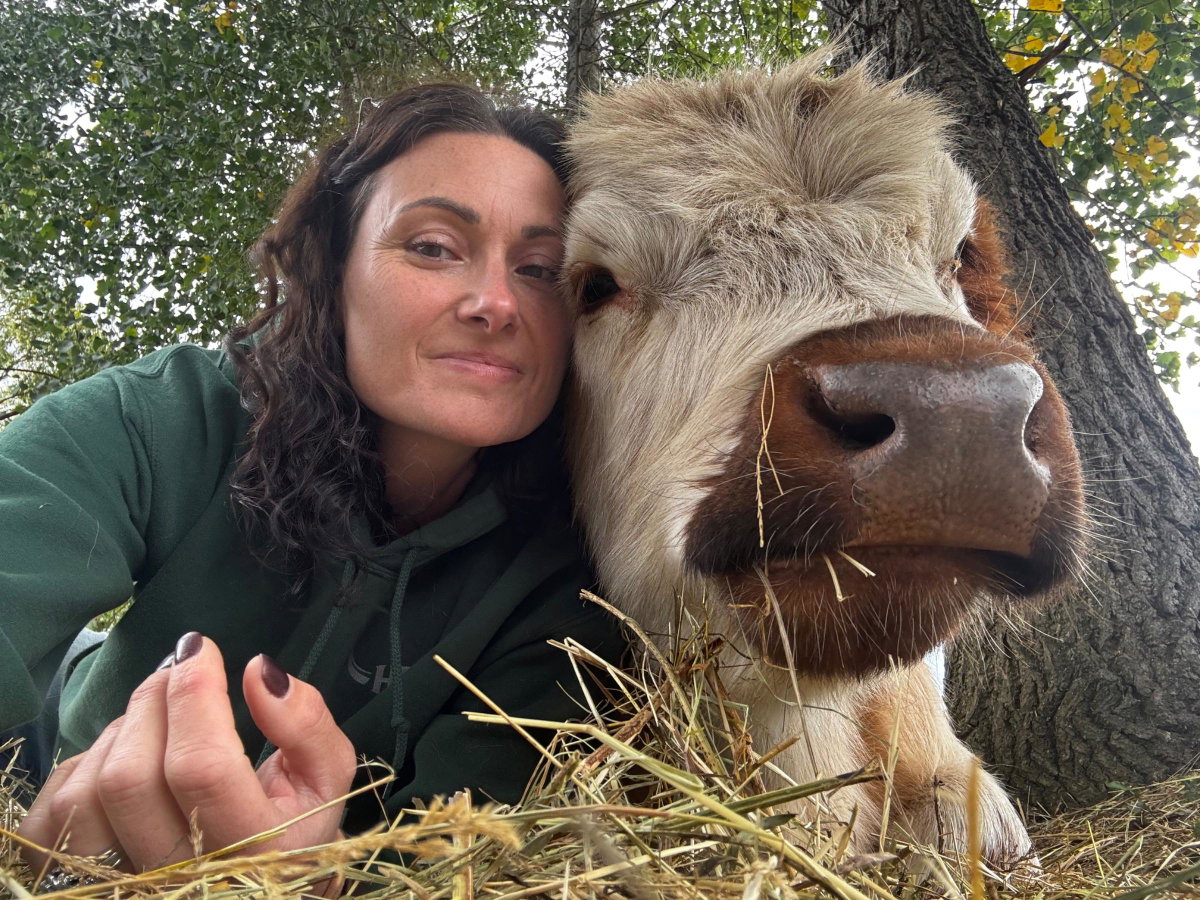 Cow Cuddles, photo 1