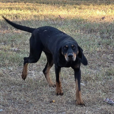 Bella profile picture