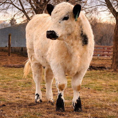 Fern profile picture