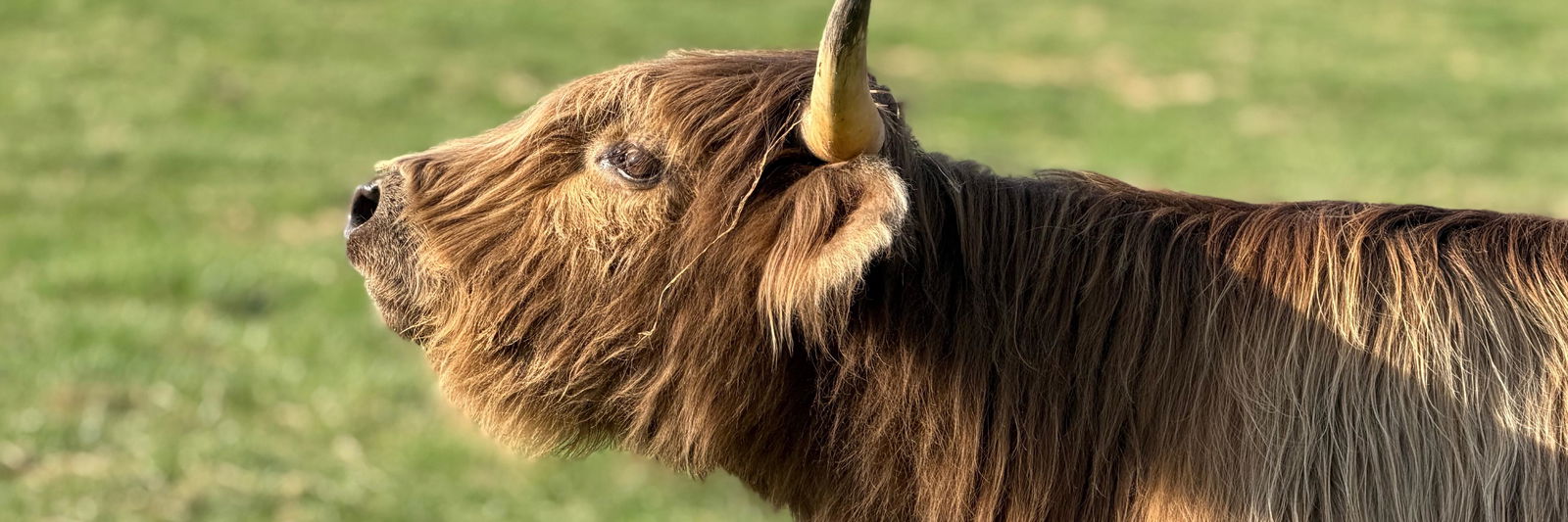 Buttercup profile cover image