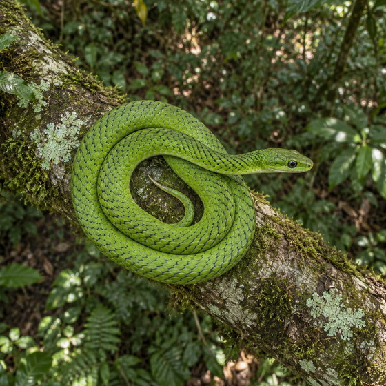 western green mamba