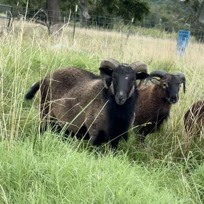 Wolf Creek Ranch profile picture