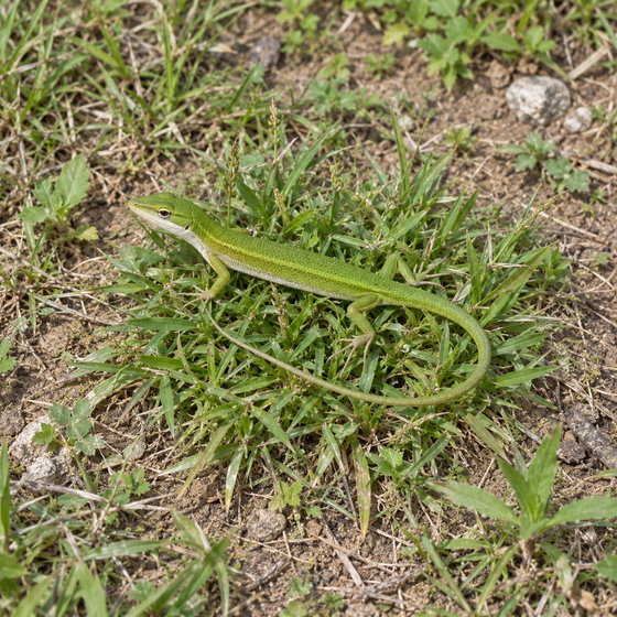 Sakishima grass lizard