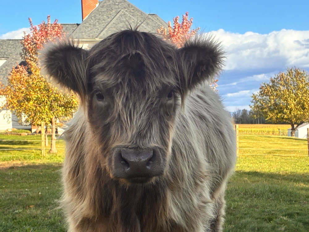Private Farm Tour, photo 6
