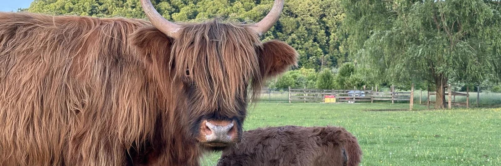 RBR Maggie profile cover image