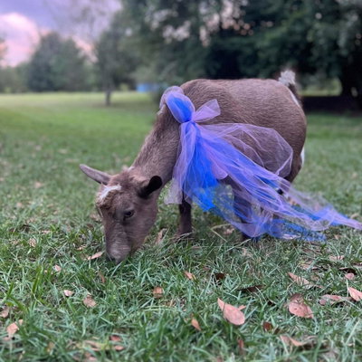 Bibbidi profile picture
