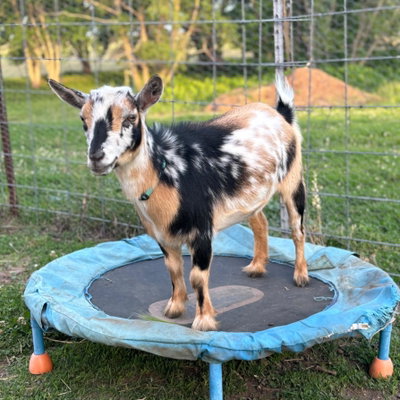 Harper profile picture