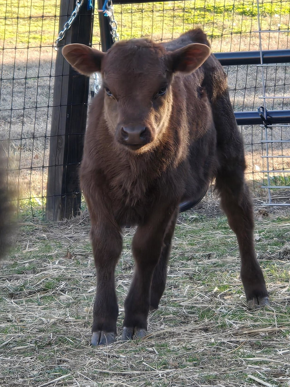 CCF Dun Gotta Remington "REMI", photo 1