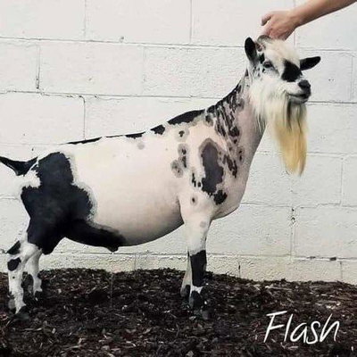 GCH Terra Bella ST The Flash +*B, VVV86 profile picture