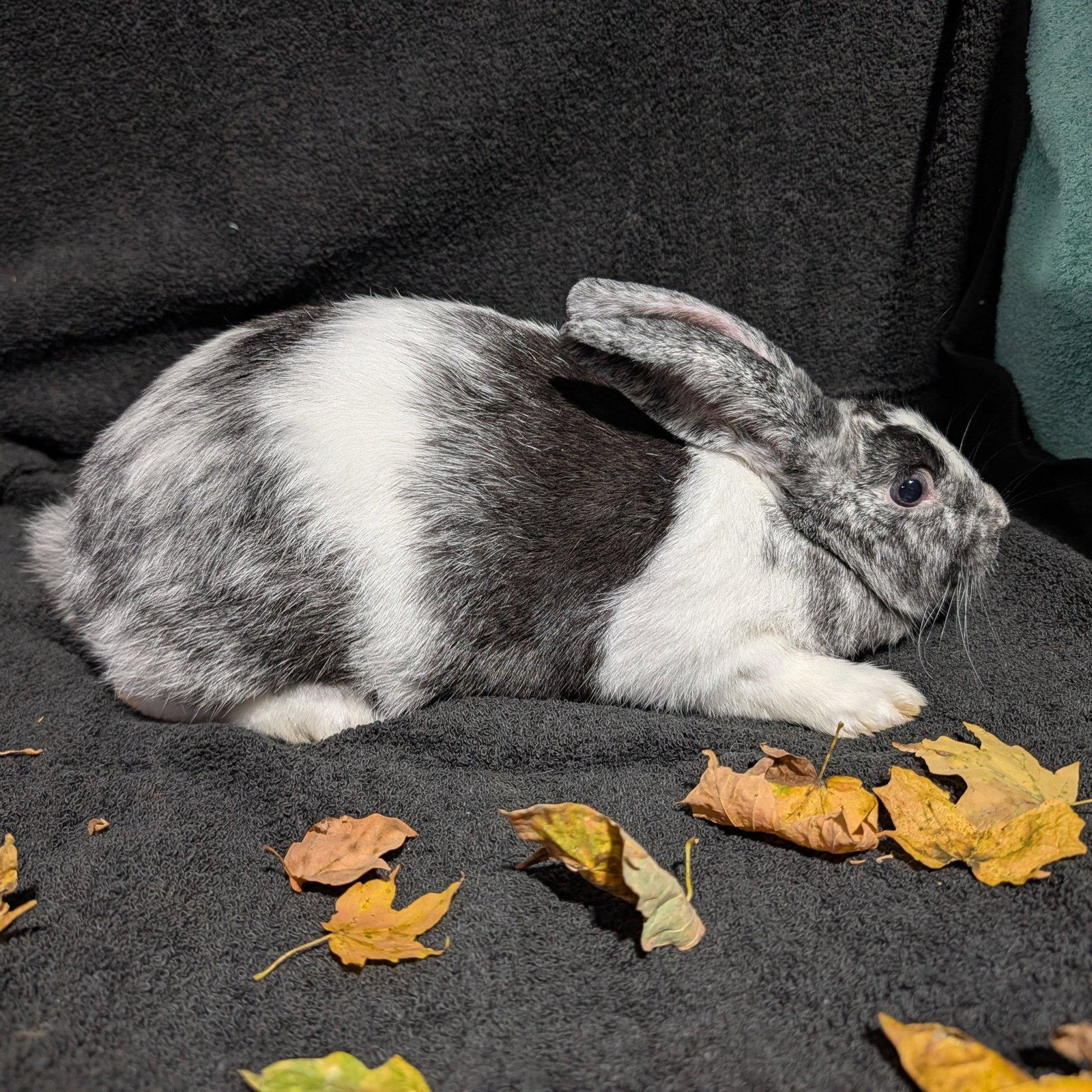 Precious Creek Menageries Moon Belly