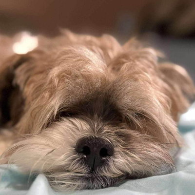 Alfred profile picture