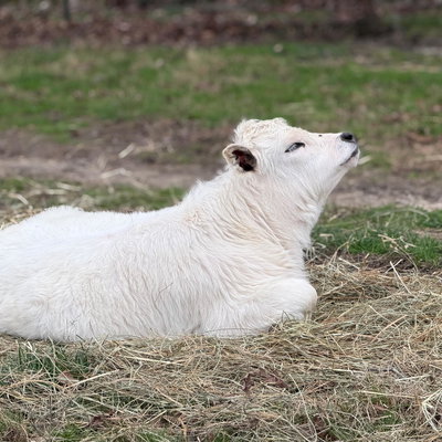 Blaze profile picture