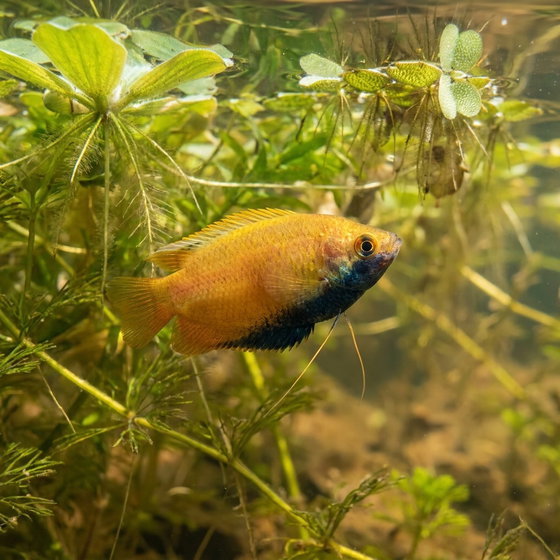 honey gourami