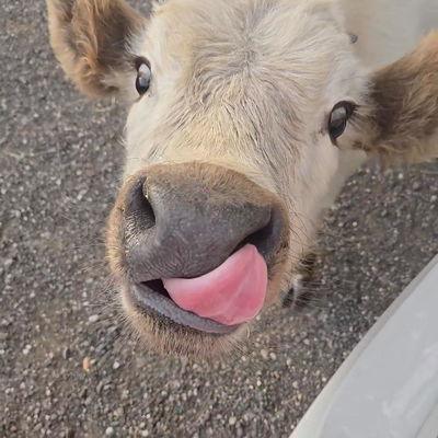 Enkidu profile picture