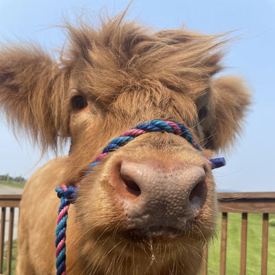 Brisket profile picture