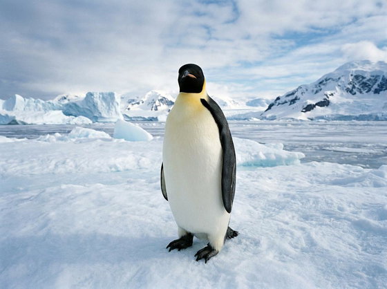 emperor penguin