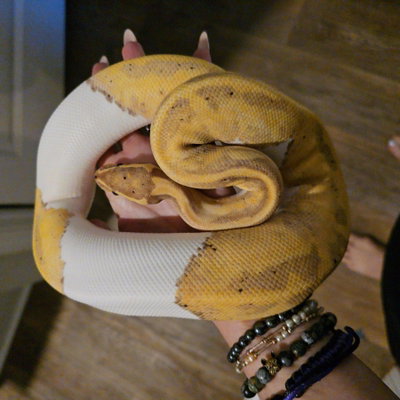Hera profile picture