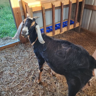 Cheddar Cheese profile picture