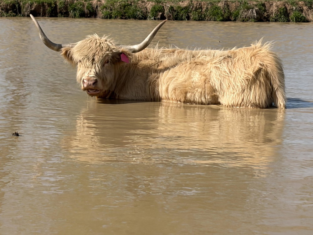 Premium Cattle/Calf Boarding, photo 3